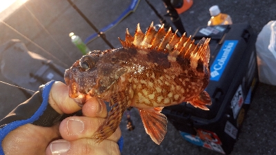 沖堤防で半夜釣り