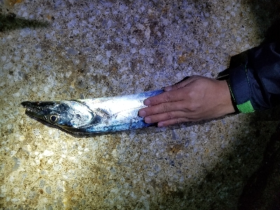 ドラゴン級タチウオ❗