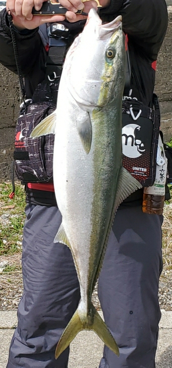 まだまだブリ居る❗