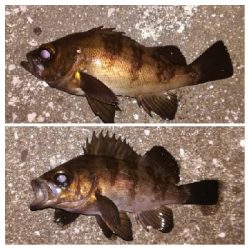 メバリング1805〜1850