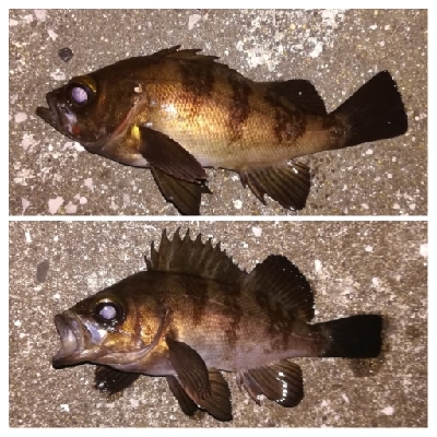 メバリング1805〜1850