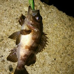 メバルプラッギング