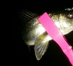 チョイ渋メバルプラッギング