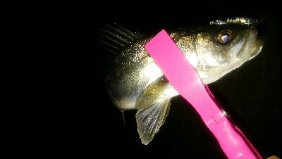 チョイ渋メバルプラッギング