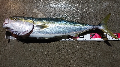 功成丸でアジ釣りからのブリ釣り