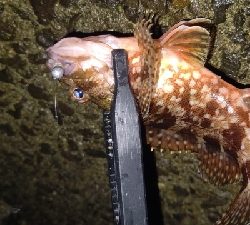 好調!ライトゲーム