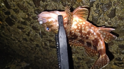 好調！ライトゲーム