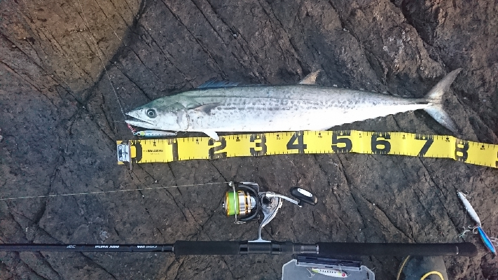 地磯でブリ狙い