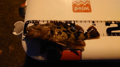 今日もガシリング