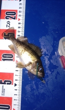 メバルは釣れます