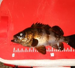 今日もメバリング