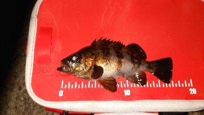 今日もメバリング