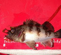 いつものメバリング