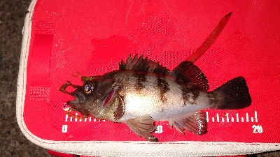 いつものメバリング