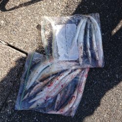 カマス絨毯発見！