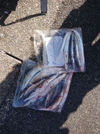 カマス絨毯発見！