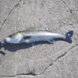 今年エビ撒き初スズキ