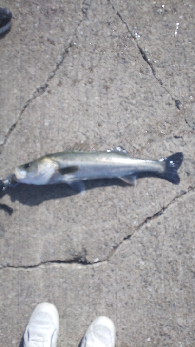 今年エビ撒き初スズキ