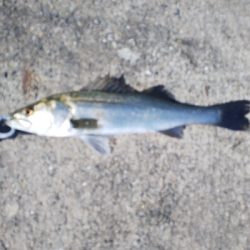 サイズアップが欲しいところ