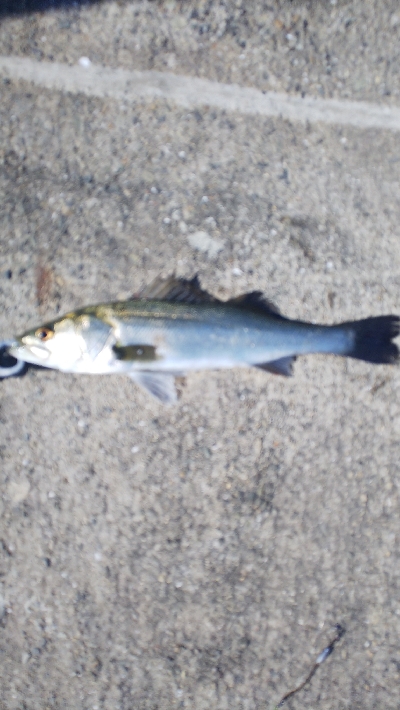 サイズアップが欲しいところ