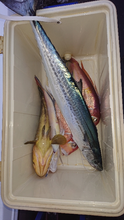 初心者様ご案内