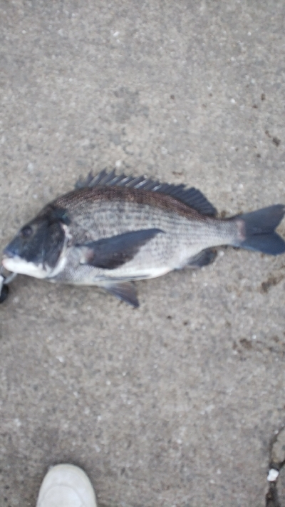 今年50オーバー３匹目