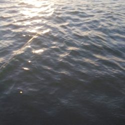 夕日を見ながらエビ撒きフィッシング