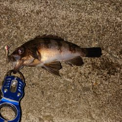 今日はメバル。