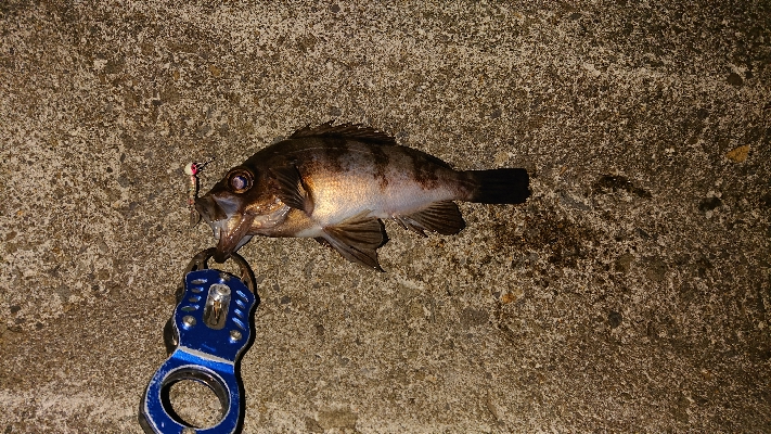 今日はメバル。