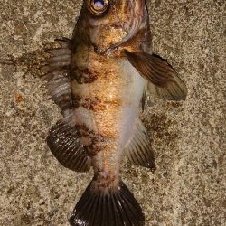 今日もメバリング。