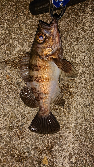 今日もメバリング。