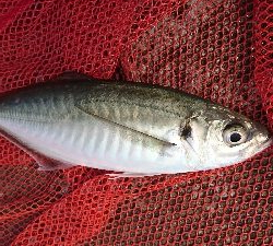 デイ尺アジ&ブリ