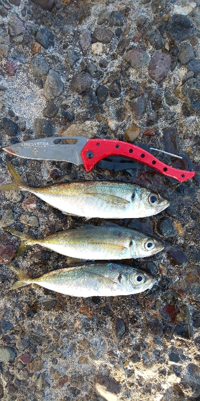 西大分の白灯台にて