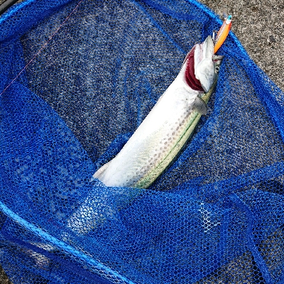 太くて脂がのってうまいやつ