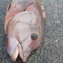 津久見の間元にてまさかの