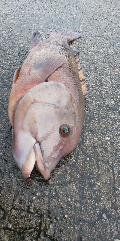 津久見の間元にてまさかの