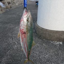 関西 アジング 陸っぱり 釣り 魚釣り 釣果情報サイト カンパリ ページ 3