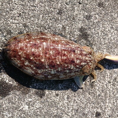 短時間デイエギング