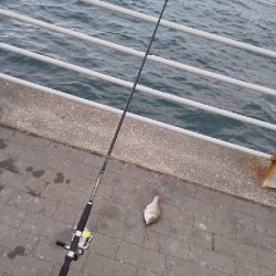 癒やしのサビキ釣り