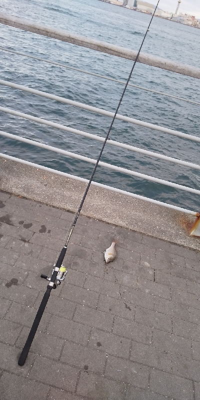 癒やしのサビキ釣り