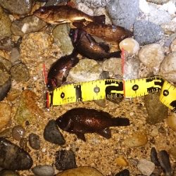 淡路メバリング