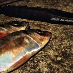 ワアッ❗️鯵かよ❗️