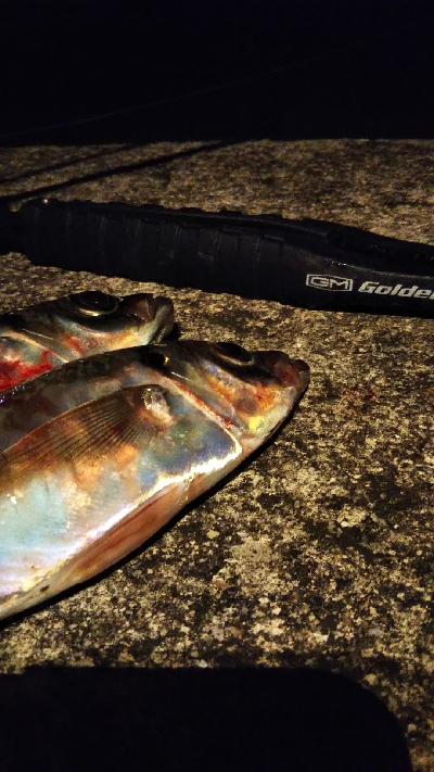 ワアッ❗️鯵かよ❗️