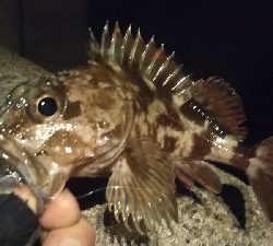 釣れない時期の釣り方