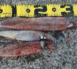 朝マズメヤリイカ狙い