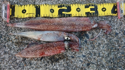 朝マズメヤリイカ狙い