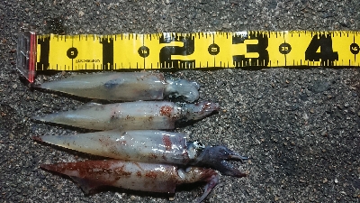 夕方からのヤリイカエギング