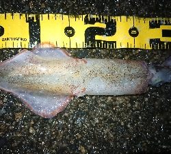 雪の降る中……