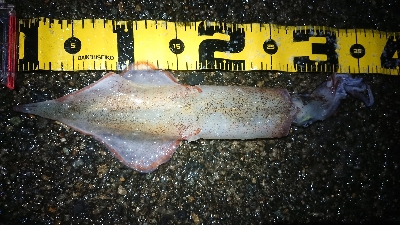 雪の降る中……