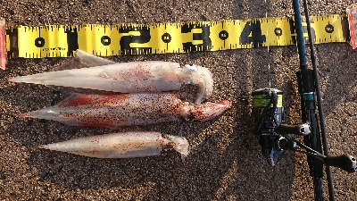 朝マズメ、ヤリイカ狙い